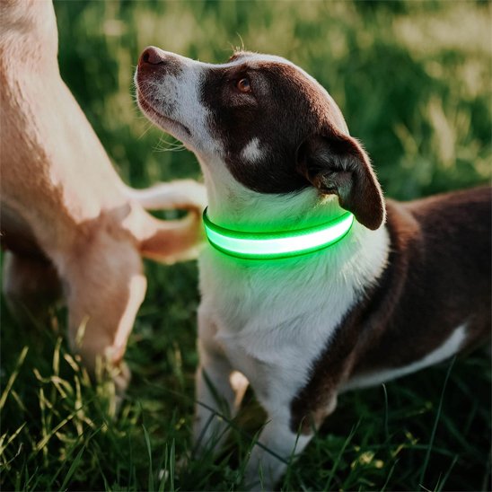 Colliers lumineux pour chiens sur le rebord de la fenêtre