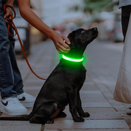 Colliers lumineux pour chiens tenxsnug