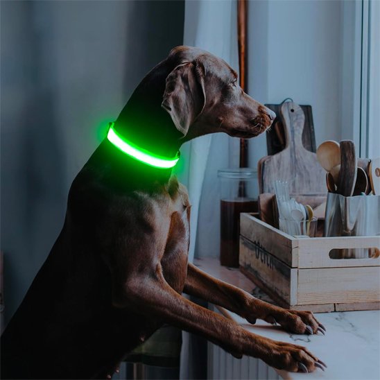 Colliers lumineux pour chiens vert tenxsnug