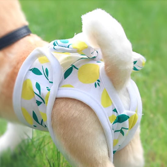 culotte couche pour chienne et chiots - Pro - canin.com
