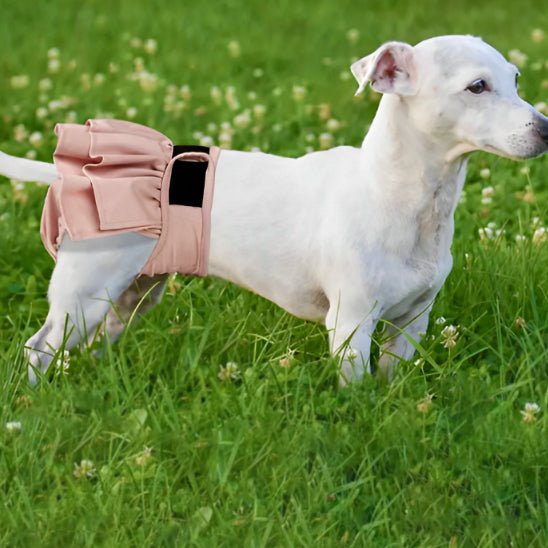 culotte pour chien croiser