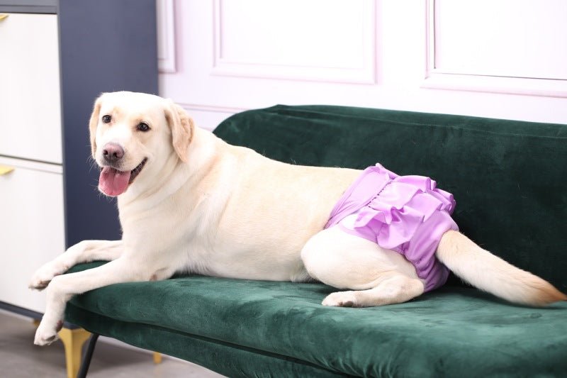 culotte pour chien labrador