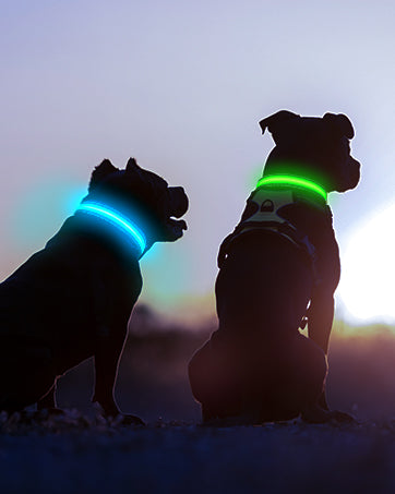 Colliers lumineux pour chiens | Visibilité 500m