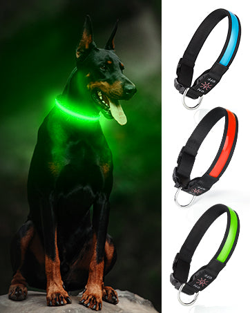 Colliers lumineux pour chiens | Visibilité 500m