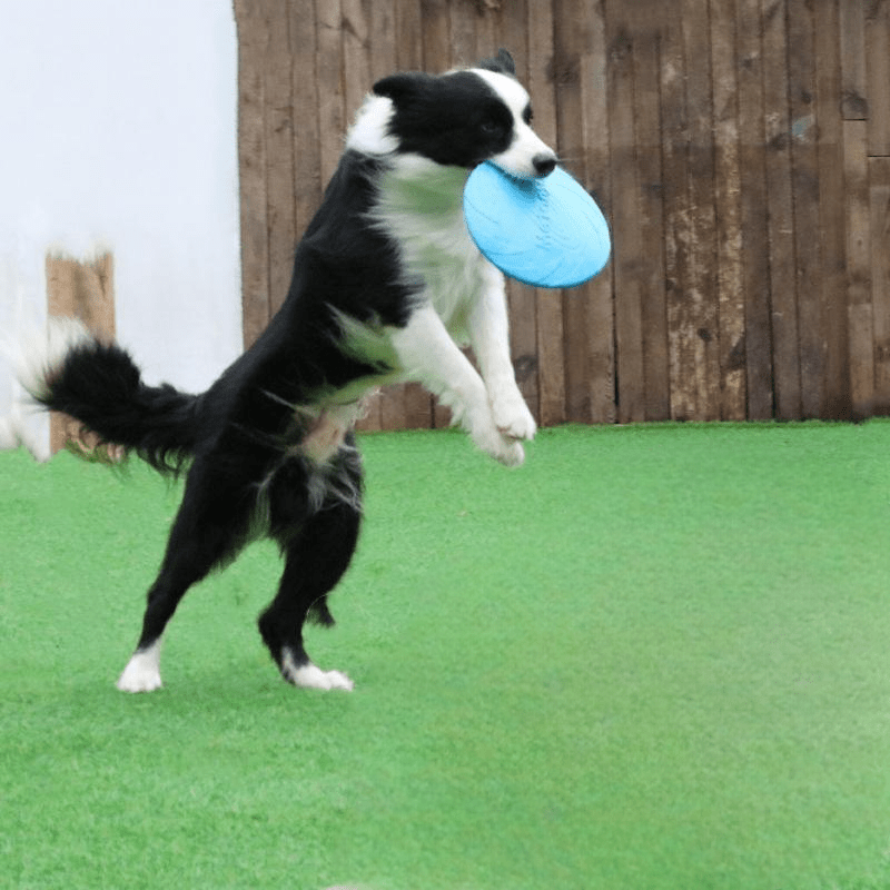 Frisbee Chien - FlyingDiscToys™ - Bleu - Pro - canin.com