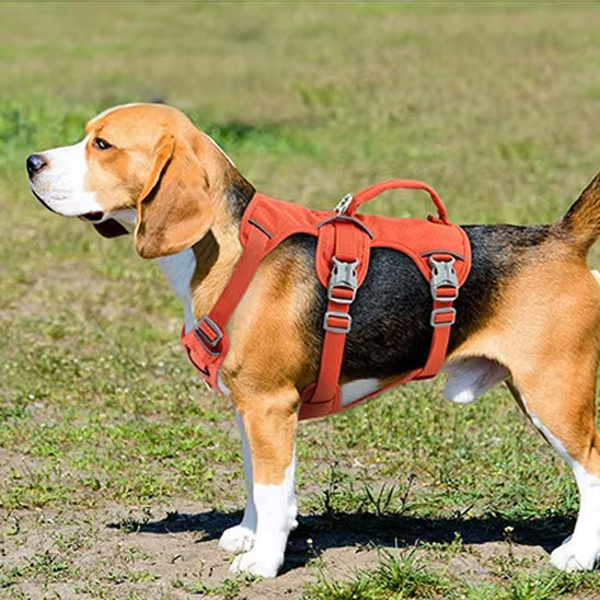 harnais a poigné beagle