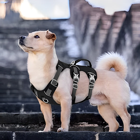 harnais a poigné chien blond