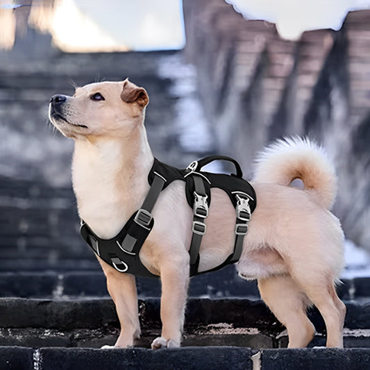 harnais a poigné chien blond