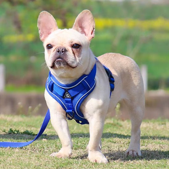harnais anti traction chien |model 2 - Pro - canin.com