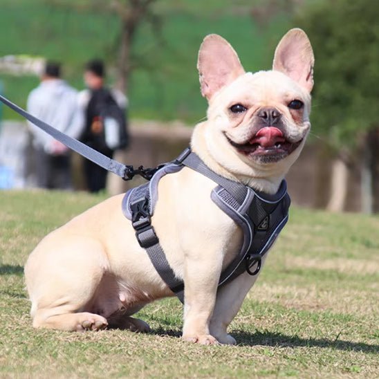 harnais anti traction chien |model 2 - Pro - canin.com