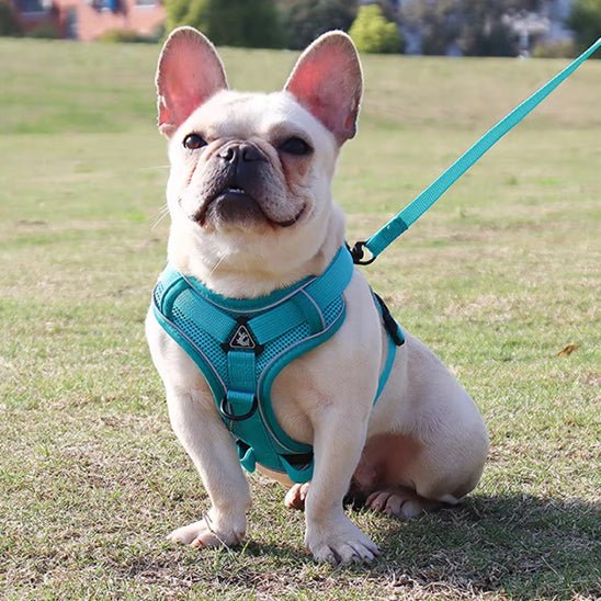 harnais anti traction chien |model 2 - Pro - canin.com