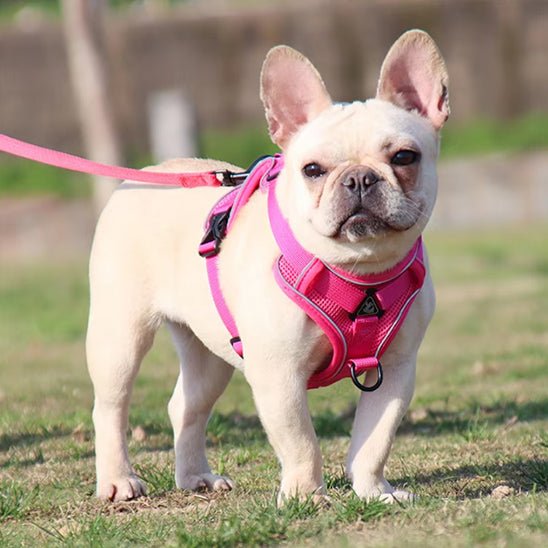 harnais anti traction chien |model 2 - Pro - canin.com