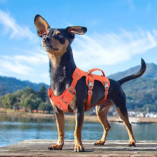 HARNAIS CHIEN | AVEC POIGNÉE - Pro - canin.com