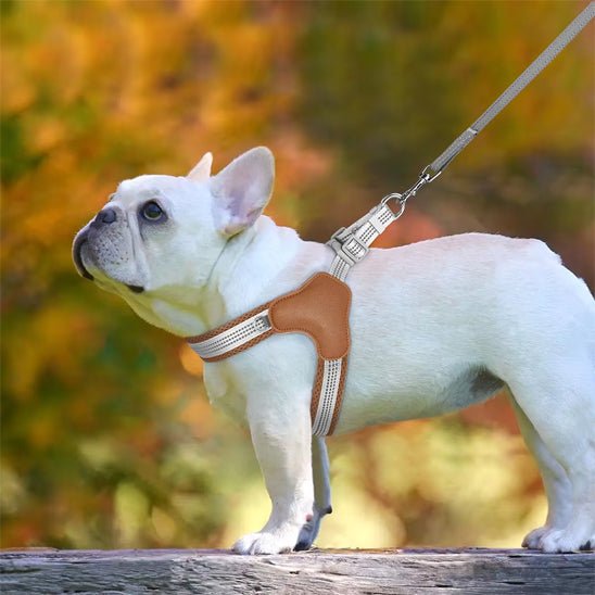 harnais chien petit et moyenne taille - Pro - canin.com