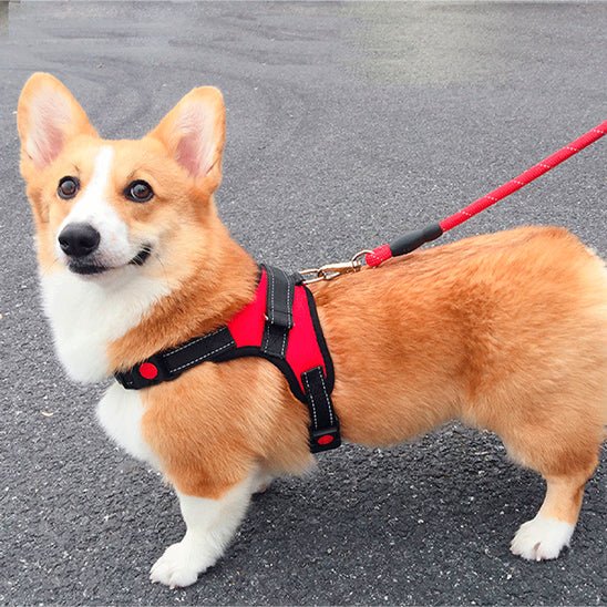 harnais de selle - Pro - canin.com