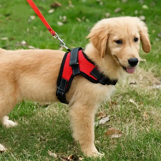 harnais de selle - Pro - canin.com