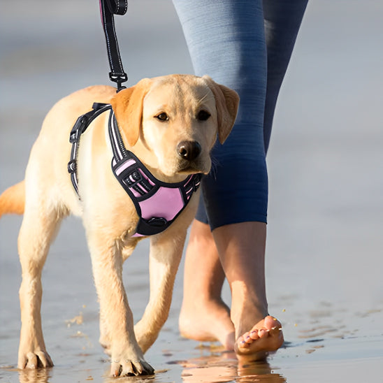 harnais labrador plage