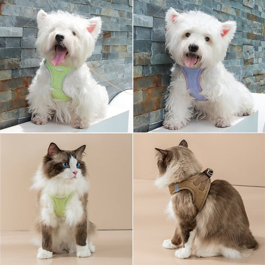 Harnais petit chien chat 