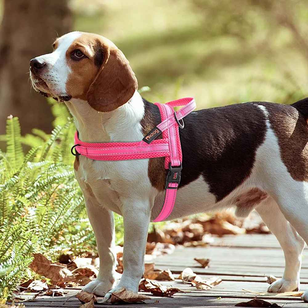 harnais petit chien doux beagle