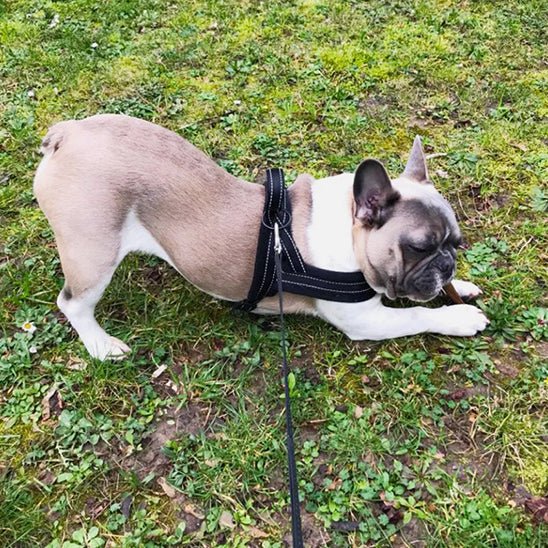 harnais petit chien doux noir