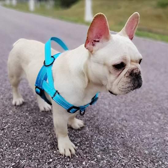 harnais petit chien doux pug