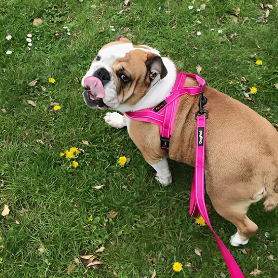 harnais petit chien doux rose