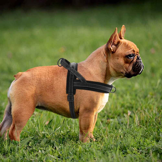 harnais petit chien doux 