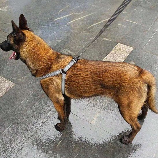 harnais petit chien en Y - Pro - canin.com