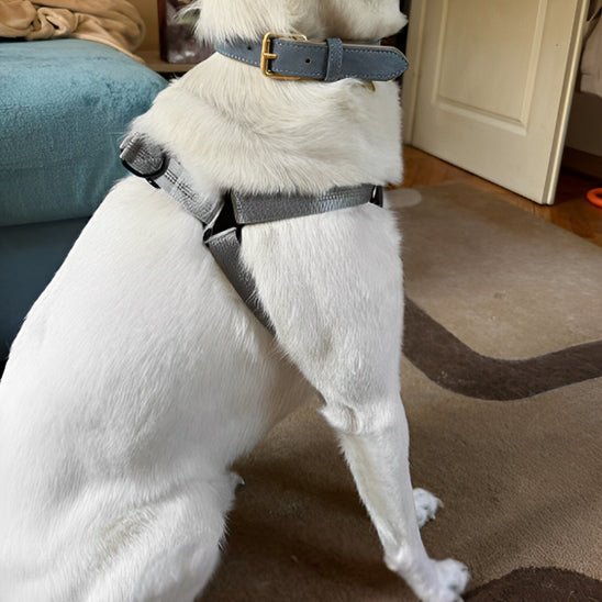 harnais petit chien en Y - Pro - canin.com