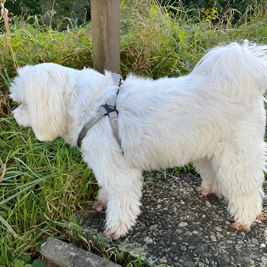 harnais petit chien en Y - Pro - canin.com
