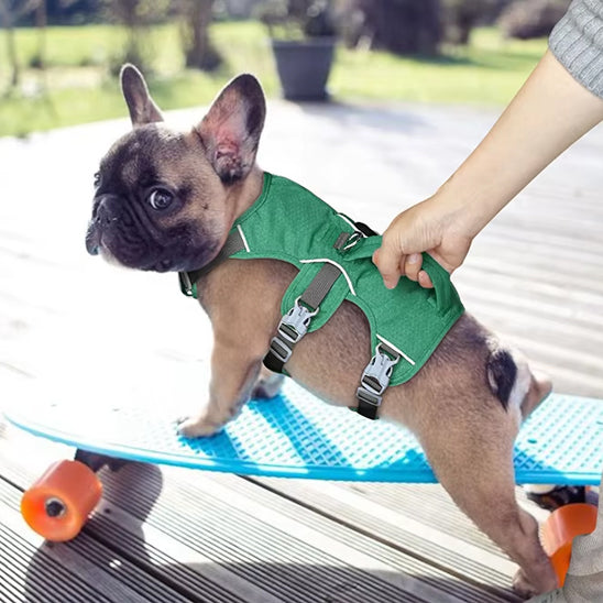 harnais sur pug