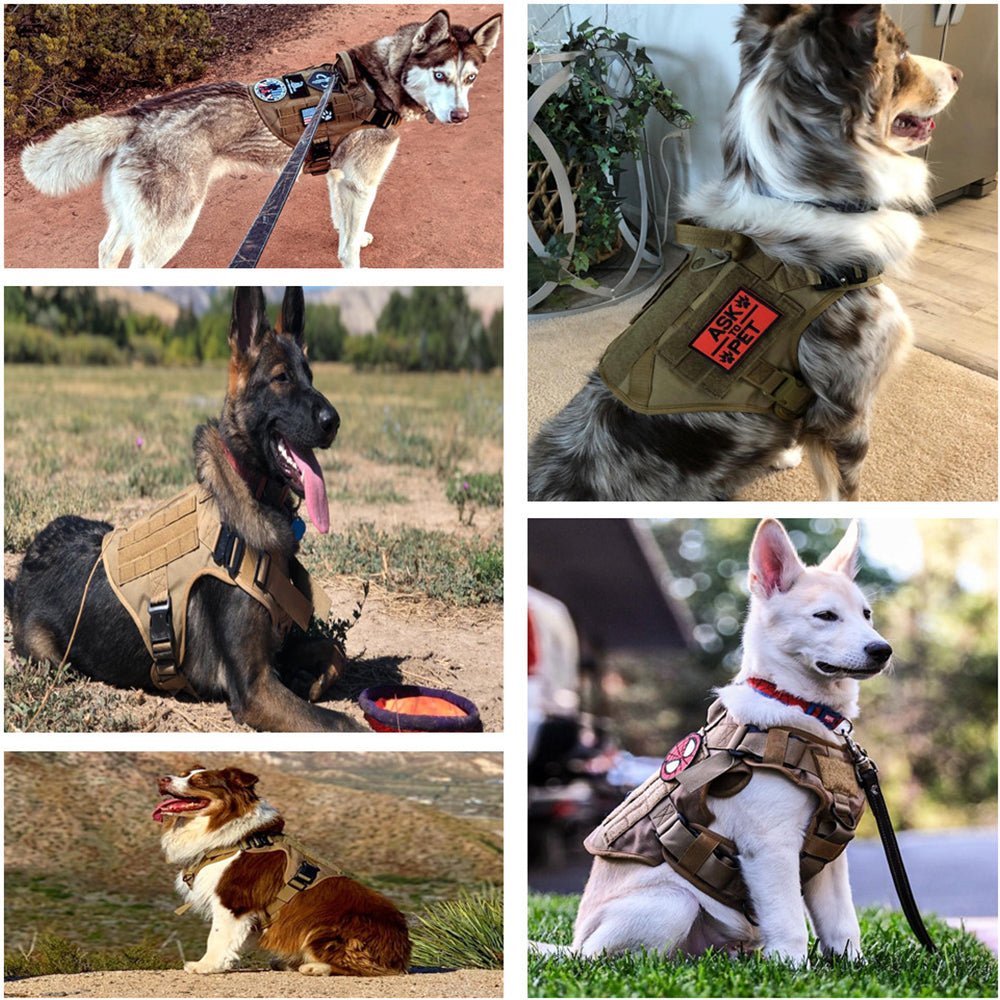 harnais tactique - Pro - canin.com