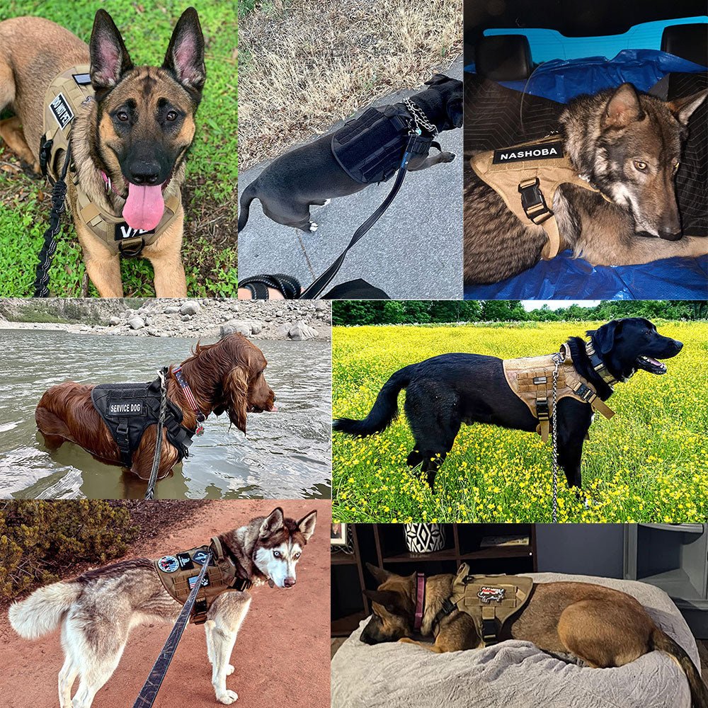 harnais tactique - Pro - canin.com