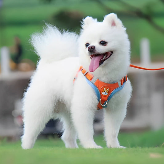 harnais anti traction chien |sangle de poitrine