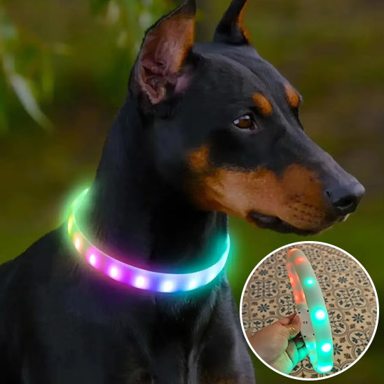 Collier pour chien | Résistant et Confortable