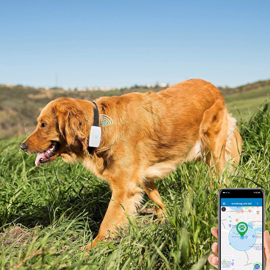 Collier GPS Chien | Temps Réel