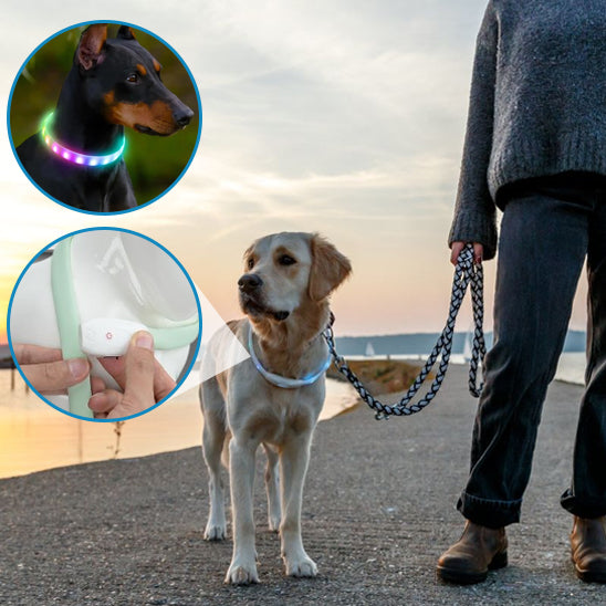 Collier pour chien | Résistant et Confortable