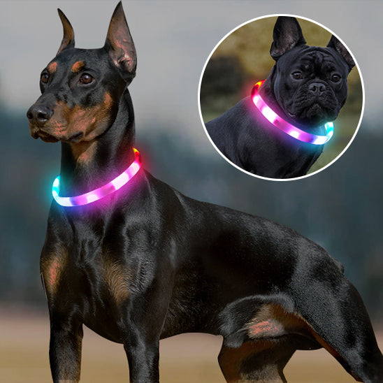 Collier pour chien | Résistant et Confortable