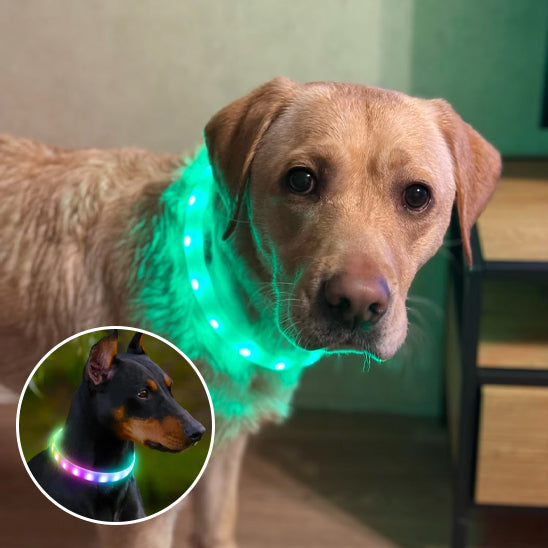 Collier pour chien | Résistant et Confortable