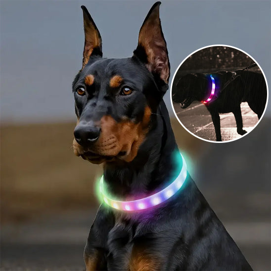 Collier pour chien | Résistant et Confortable