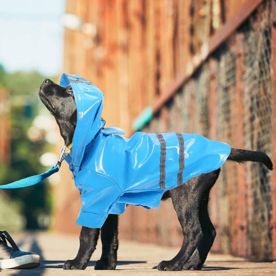imperméable pour chien réfléchissant bleu