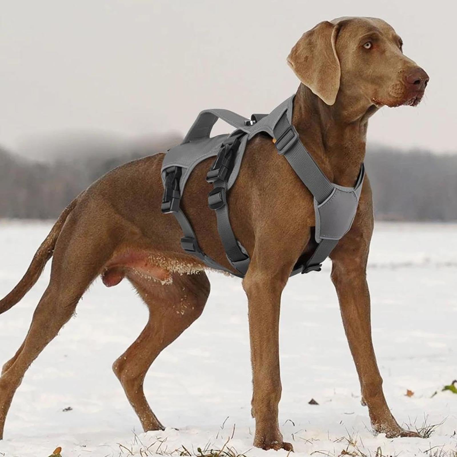 labrador avec harnais sur neige