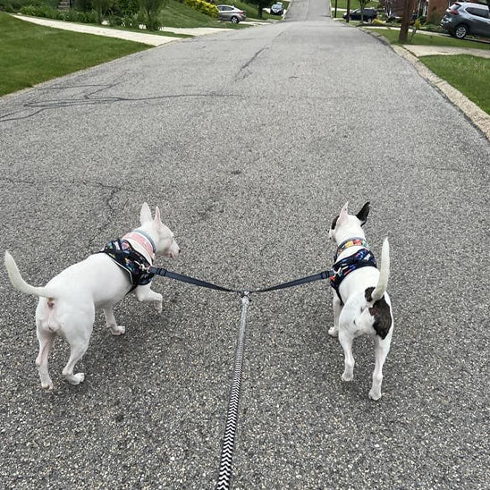 laisse chien | coupleur en V - Pro - canin.com