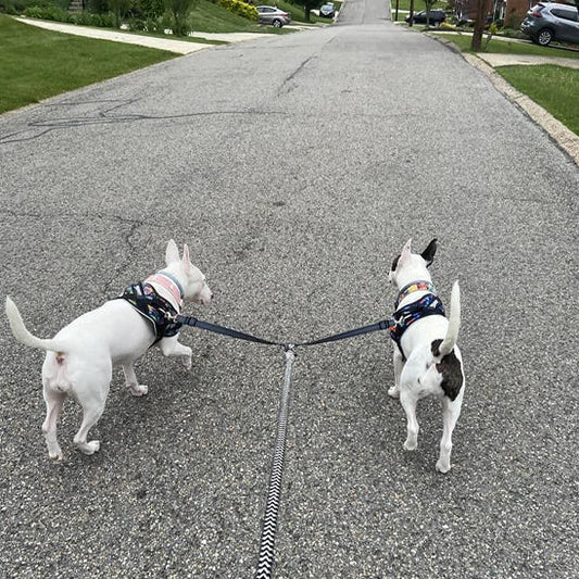 laisse chien | coupleur en V - Pro - canin.com