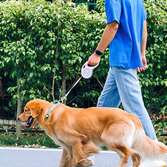 laisse chien| rétractable - Pro - canin.com