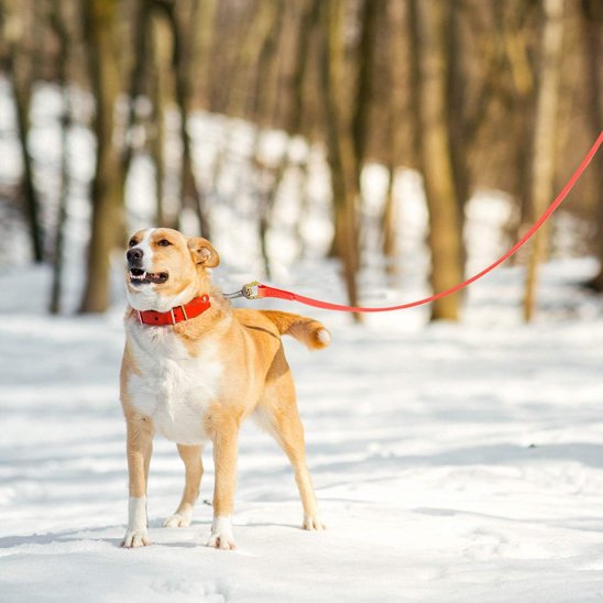 Longe pour chien 5M