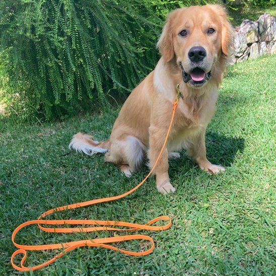 Longe pour chien orange