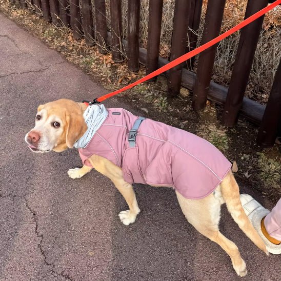 manteau a collet - Pro - canin.com