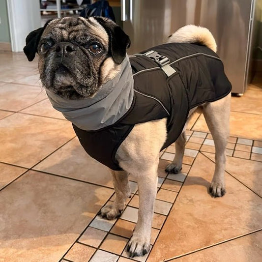 manteau a collet - Pro - canin.com