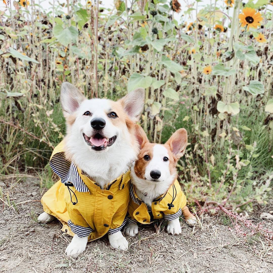 manteau pour chien - Pro - canin.com